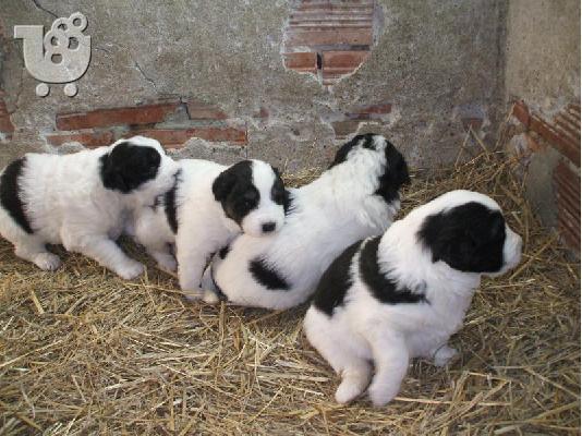 Βουλγαρικο ποιμενικό - 300 euro